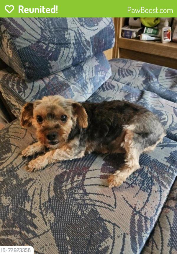 Reunited Female Dog last seen Gatewood and bridge. , Albuquerque, NM 87105