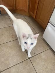 Lost Male Cat last seen Louden Ave, Glencoe, MN 55336