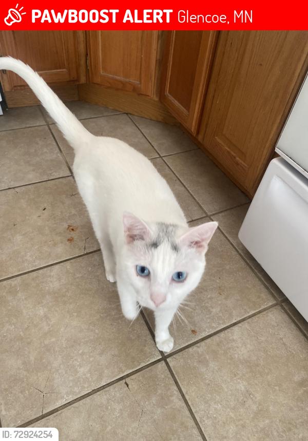 Lost Male Cat last seen Louden Ave, Glencoe, MN 55336