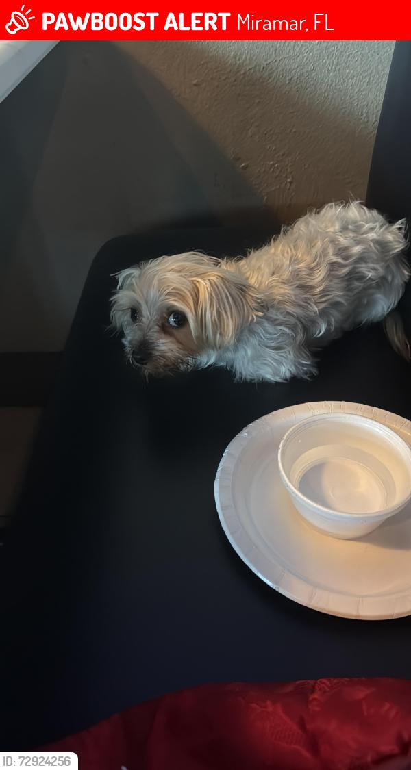 Lost Female Dog last seen  Shalimar st Pembroke , Miramar, FL 33023
