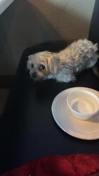 Lost Female Dog last seen  Shalimar st Pembroke , Miramar, FL 33023