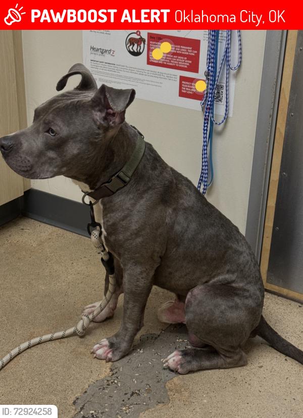 Lost Male Dog last seen NW 23rd and MacArthur, Oklahoma City, OK 73107