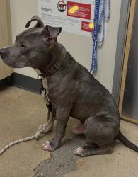Lost Male Dog last seen NW 23rd and MacArthur, Oklahoma City, OK 73107