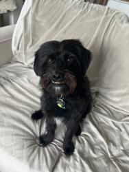 Reunited Female Dog last seen Mopac and Parmer Ln , Austin, TX 78727