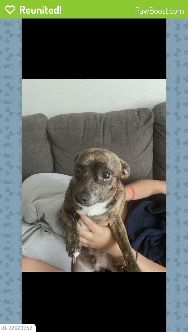 Reunited Male Dog last seen Mariners cay apmts , Spring Hill, FL 34608