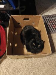 Reunited Male Cat last seen Circle and Pikes Peak, Colorado Springs, CO 80909
