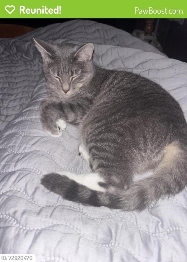 Reunited Male Cat last seen Springhill Rd , Walland, TN 37886