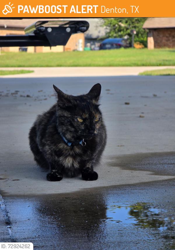 Found/Stray Unknown Cat last seen Joe Skiles Park, Denton, TX 76205
