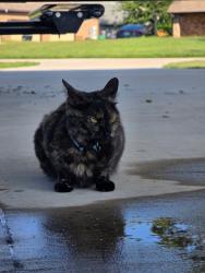 Found/Stray Unknown Cat last seen Joe Skiles Park, Denton, TX 76205