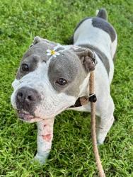 Shelter Stray Female Dog last seen Near BLOCK E HALLANDALE BEACH BLVD, HALLANDALE FL 33009, Davie, FL 33312