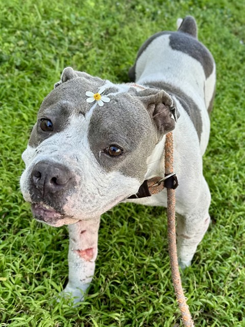 Shelter Stray Female Dog last seen Near BLOCK E HALLANDALE BEACH BLVD, HALLANDALE FL 33009, Davie, FL 33312