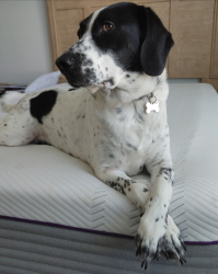 Reunited Male Dog last seen Wooded area between Lake Land'Or and South Ladysmith Village, Caroline County, VA 22546