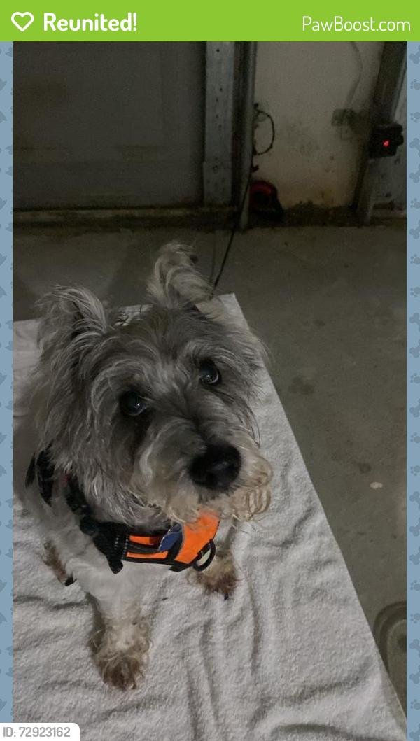 Reunited Male Dog last seen Campbelton Drive , South Fulton, GA 30331