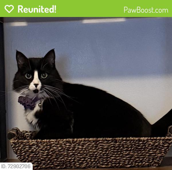 Reunited Female Cat last seen Near N Main Street Centerville , Centerville, UT 84014