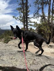 Reunited Female Dog last seen Deboer Park, Denver, CO 80210