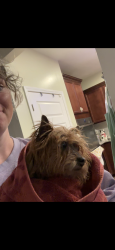 Reunited Female Dog last seen Hwy 302 near ashbury kneece lane , Lexington County, SC 29073