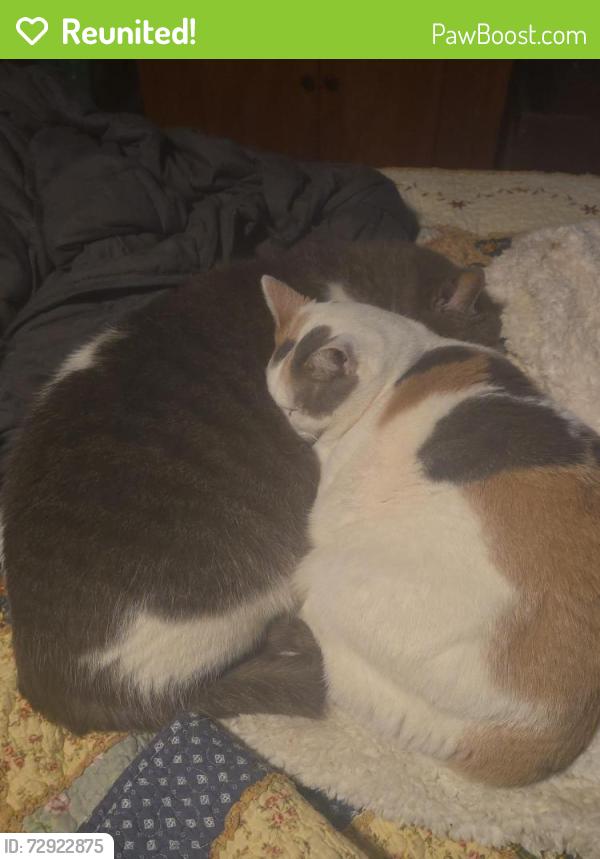 Reunited Female Cat last seen Midlothian high , Midlothian, VA 23114