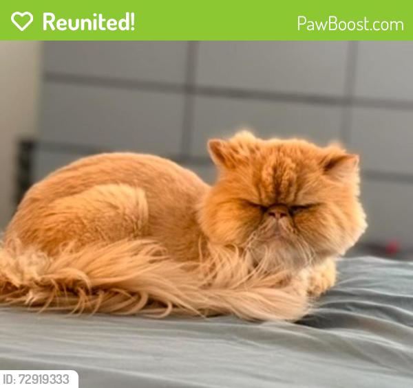 Reunited Male Cat last seen Near N 3300 W Provo, Provo, UT 84601