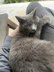 Found/Stray Female Cat last seen Springhill Rd and Hwy 72, Huntsville, AL 35810