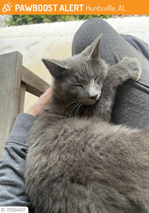 Found/Stray Female Cat last seen Springhill Rd and Hwy 72, Huntsville, AL 35810