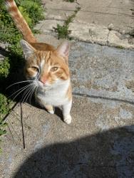 Found/Stray Male Cat last seen Michigan St & Tibbs Ave, Indianapolis, IN 46222