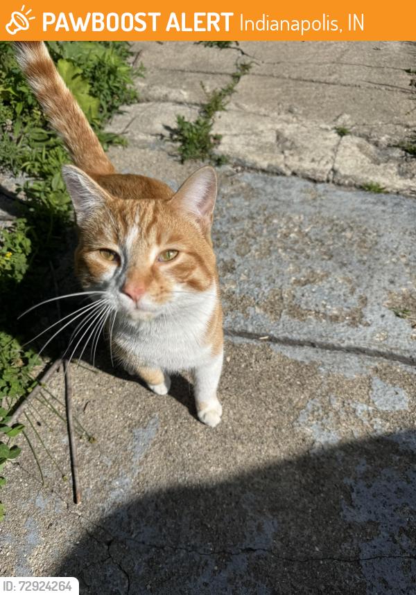 Found/Stray Male Cat last seen Michigan St & Tibbs Ave, Indianapolis, IN 46222