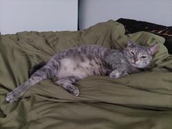 Reunited Female Cat last seen Castle Glen Dr & Village Glen Dr, San Diego, CA 92123