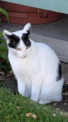 Found/Stray Female Cat last seen Saviers and Bard, Oxnard, CA 93033