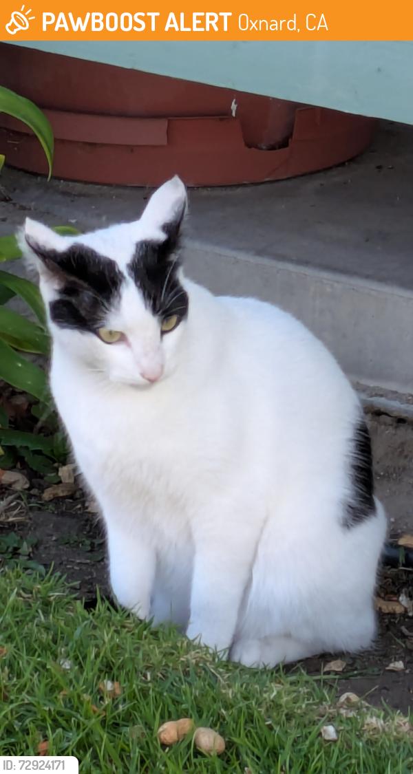 Found/Stray Female Cat last seen Saviers and Bard, Oxnard, CA 93033