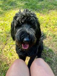 Reunited Female Dog last seen Near N Palmetto St, Liberty, SC 29657, USA, Liberty, SC 29657