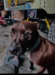 Lost Male Dog last seen Midlothian tpk, Richmond, VA 23224