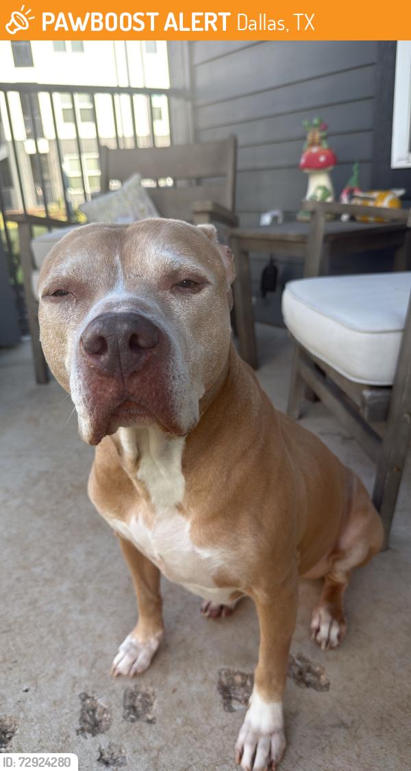 Found/Stray Female Dog last seen Mountain creek pkwy, Dallas, TX 75236
