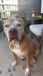 Found/Stray Female Dog last seen Mountain creek pkwy, Dallas, TX 75236