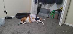 Reunited Male Dog last seen Arbor trace , Lynn Haven, FL 32444