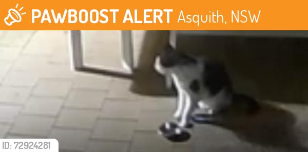 Found/Stray Unknown Cat last seen Mills Park, Asquith, NSW 2077