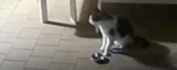 Found/Stray Unknown Cat last seen Mills Park, Asquith, NSW 2077