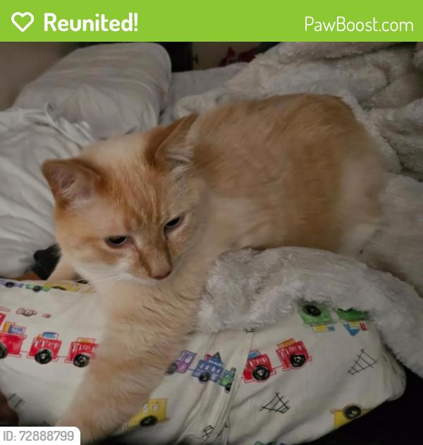 Reunited Male Cat last seen Fox Hollow Drive, Lower Southampton Township, PA 19053