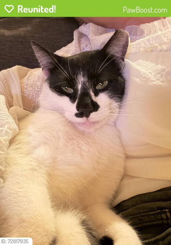 Reunited Male Cat last seen South church street , Charlotte, NC 28203