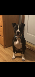 Reunited Male Dog last seen Lyman Ave, Hammond, IN 46324
