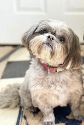 Reunited Female Dog last seen Piper Park, Sherman Rd, Radley St., Battle Creek, MI 49017