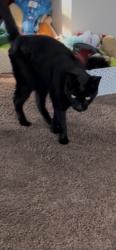 Reunited Male Cat last seen Lafayette Ter and Maney, Newport News, VA 23605
