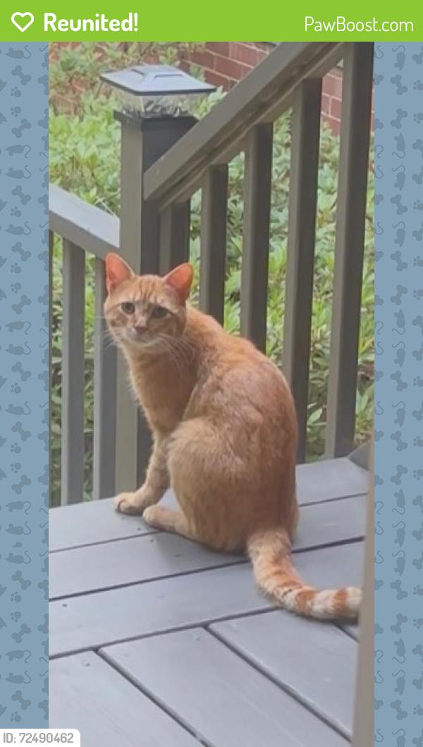 Reunited Unknown Cat last seen Near Wiley Park Dr, Greensboro, NC 27407, USA, Greensboro, NC 27407