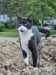 Reunited Male Cat last seen Dorr St and Holland Sylvania, Toledo, OH 43615
