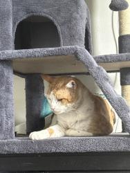 Reunited Male Cat last seen Gleason parkway and skyline blvd, Cape Coral, FL 33914