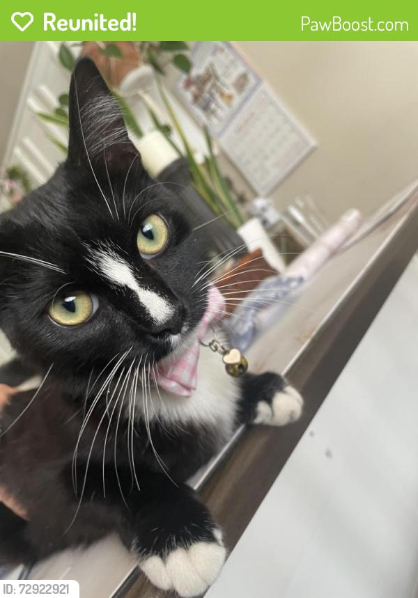 Reunited Female Cat last seen Independence and monitor drive, Huntington Beach, CA 92646