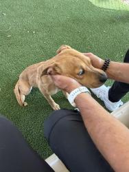 Reunited Female Dog last seen Golden valley and Via Princessa , Santa Clarita, CA 91387