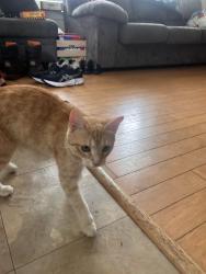 Reunited Unknown Cat last seen Villages at Town creek, Pendleton, SC 29670