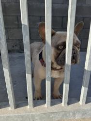 Reunited Male Dog last seen Carson, CA, USA, Carson, CA 90745