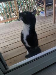 Reunited Unknown Cat last seen O'Neil highway, Throop, PA 18512