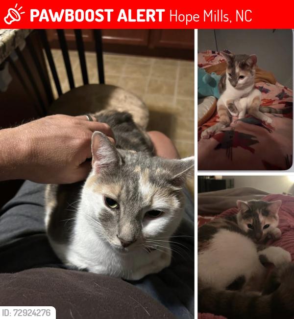 Lost Female Cat last seen Running Fox Road, Hope Mills, NC 28348